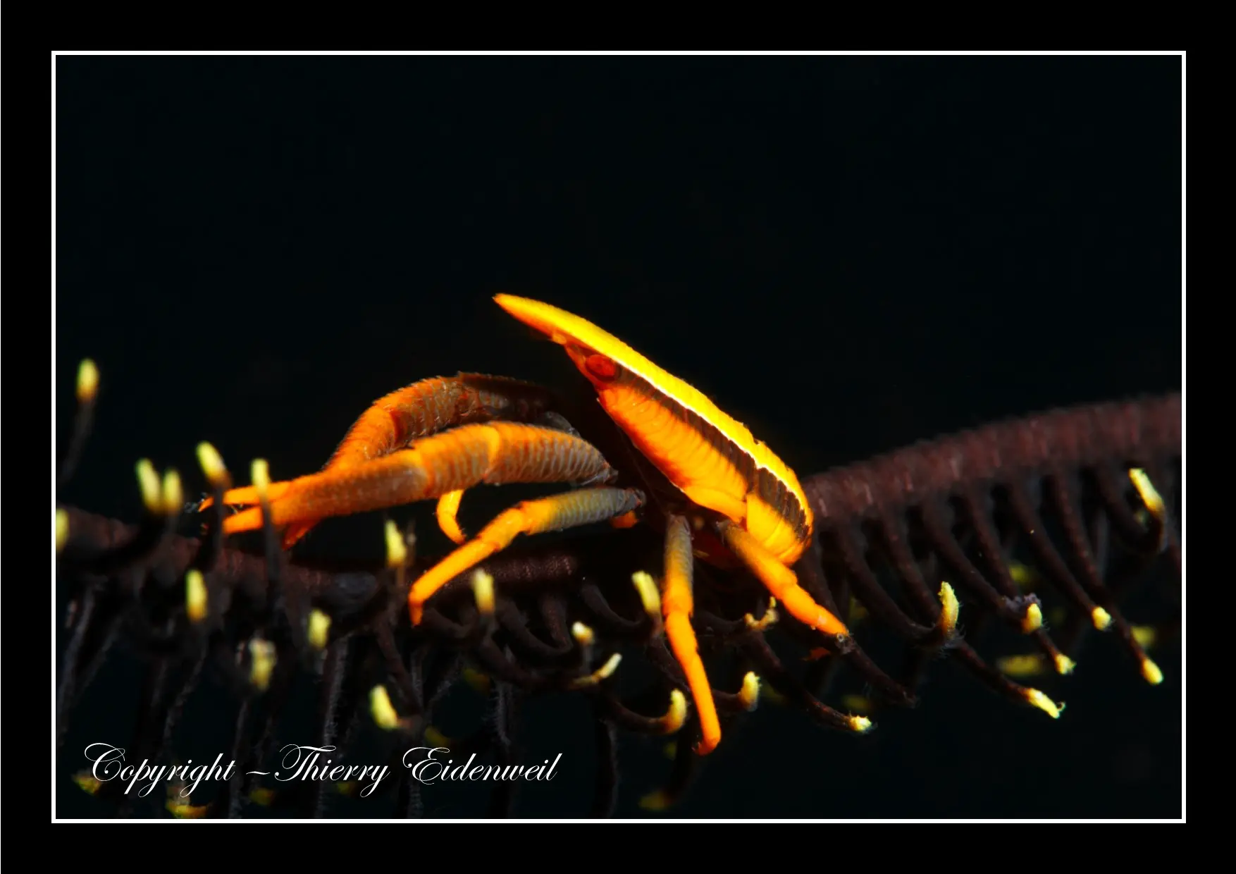 Anilao Macro Dive Media Highlight
